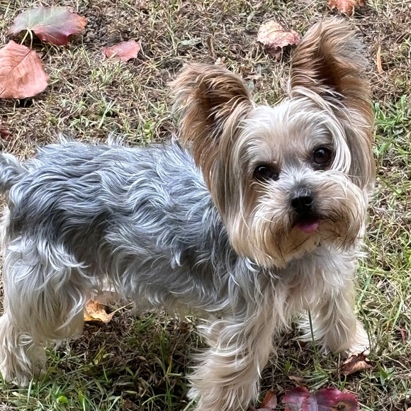 Meet your Posher, Toni-lee - Picture 1 of 1